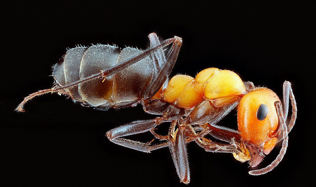 Ant Control service in Peoria, IL
