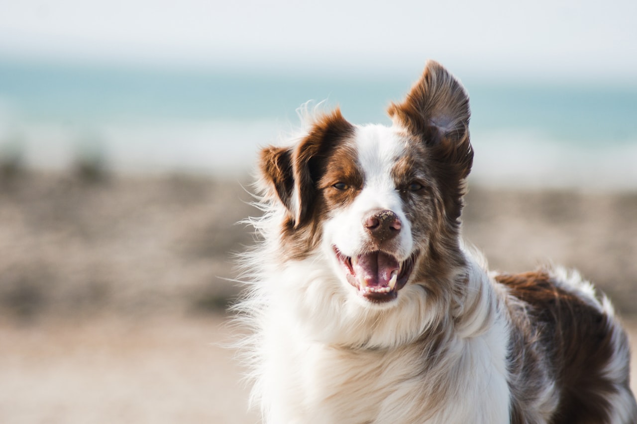 Flea & Tick Control service in Peoria, IL