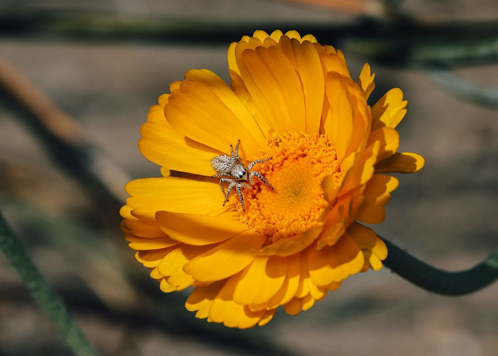 Spider Control service in Peoria, IL